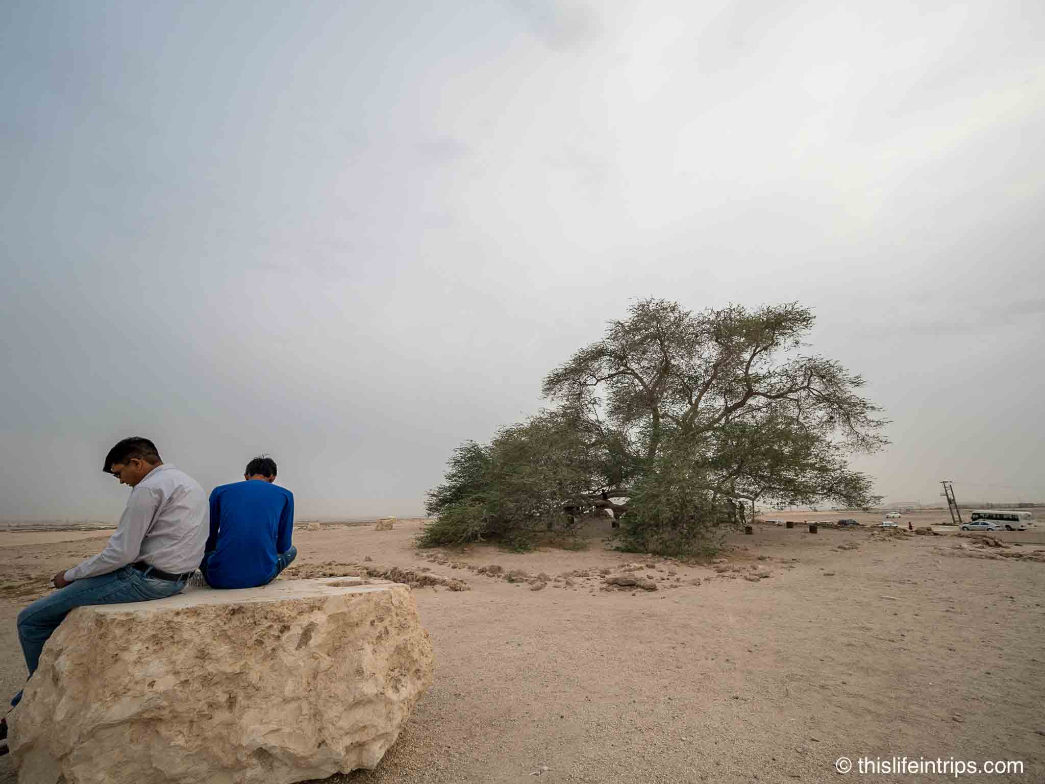 The Tree of Life: A miraculous sight in Bahrain's arid landscape