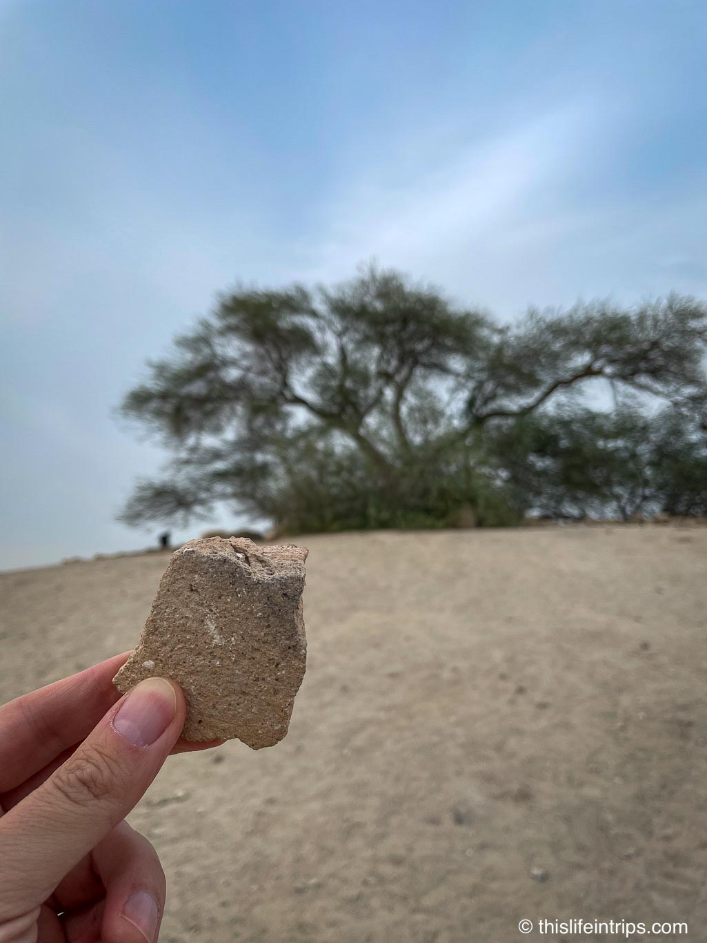 Bahrain's legendary Tree of Life against the desert backdrop