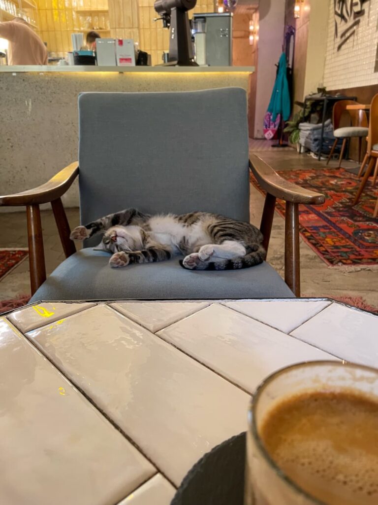 Cat sleeping on his back with arms stretched out on a chair across from a cup of coffee at a Baku cafe