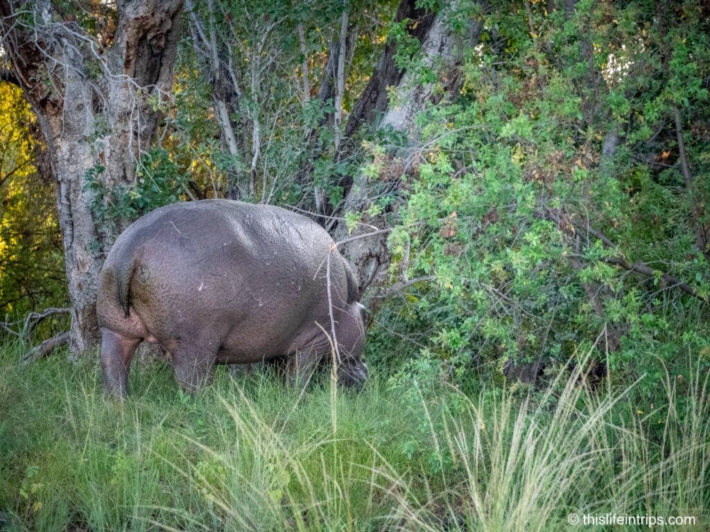 Hippo on land