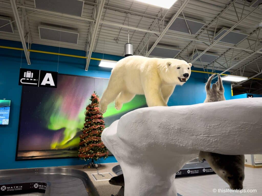 Polar bear taxidermy at the baggage carousel in Yellowknife, NT