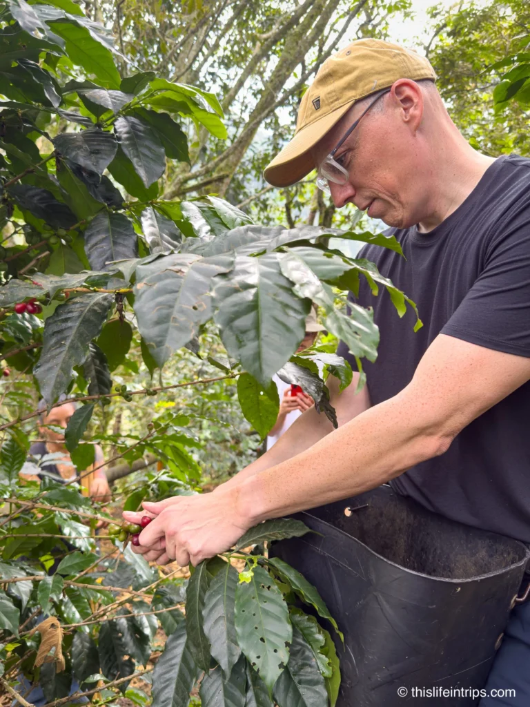 man Picking coffee beans in Colombia