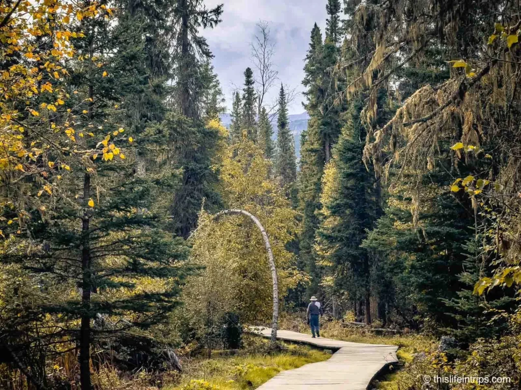 Boardwalk on the way to the Liard River Hot Springs
