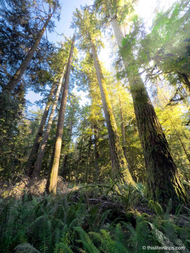 Cathedral Grove, BC